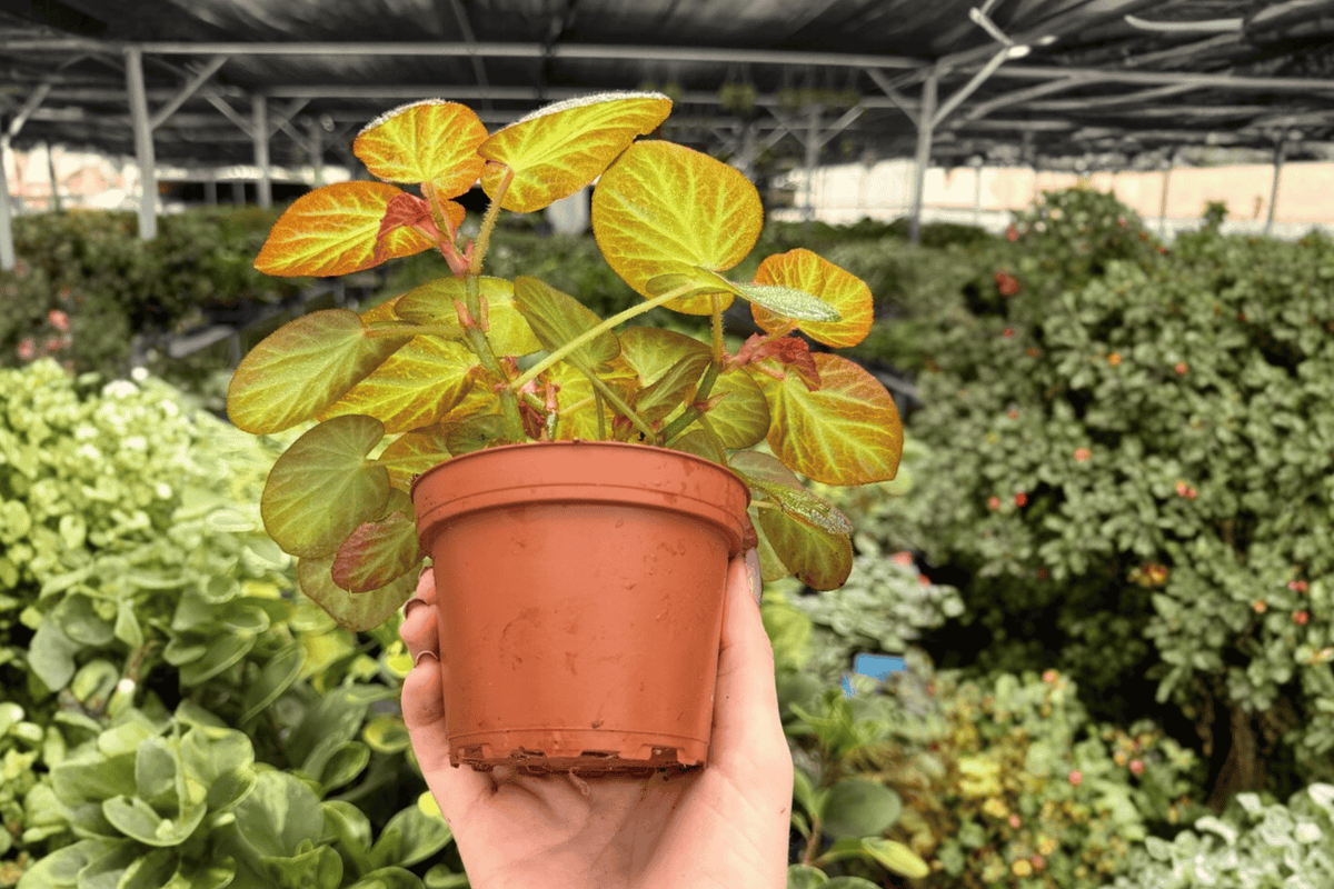 Begonia Manaus 2 Live Plants in 4-Inch Pots | Manaus Begonia
