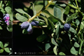 Blue Pacific Honeyberry Live Plant Lonicera caerulea (Blue Pacific) – Fruiting Shrub