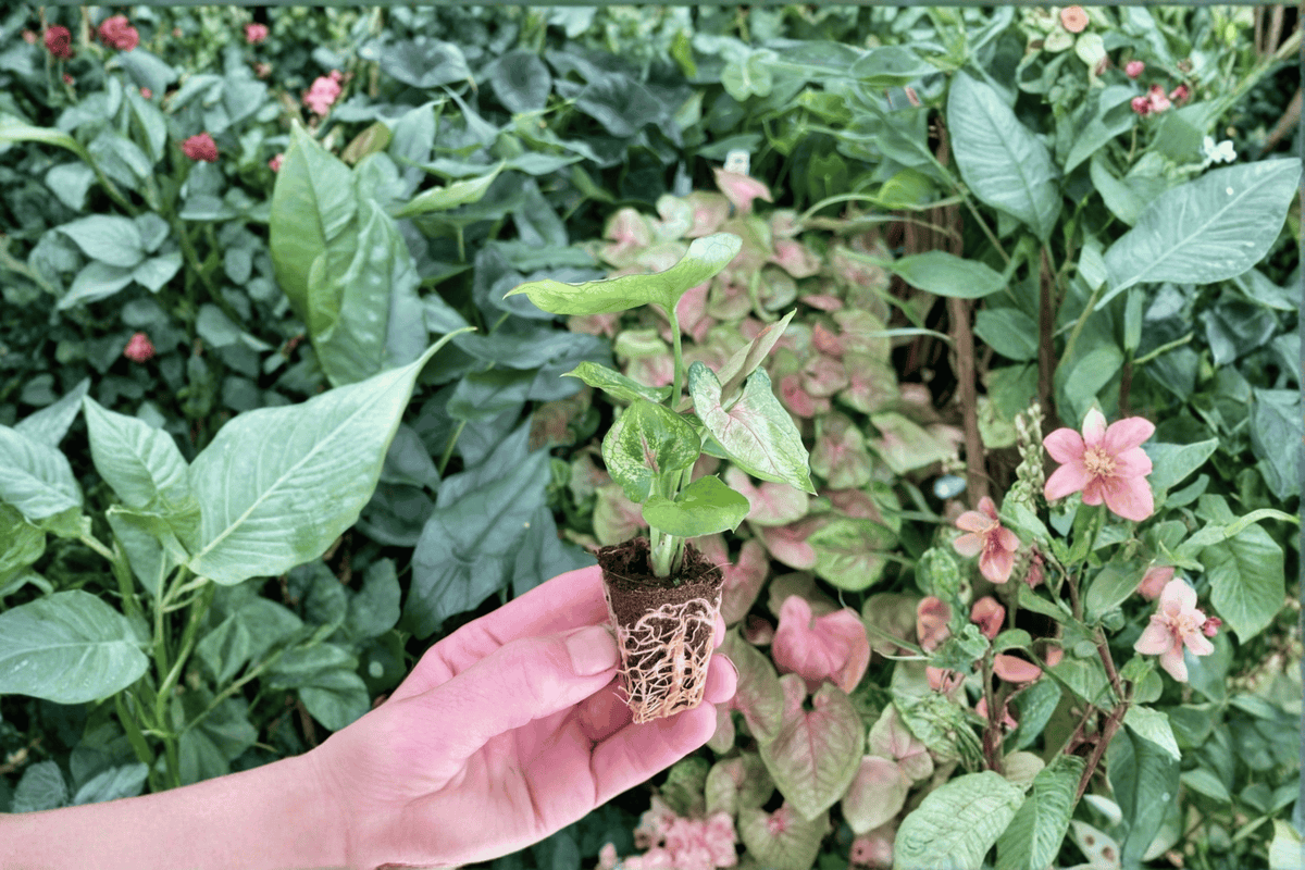 Syngonium Mango Allusion 2 Live Starter Plants – Syngonium podophyllum