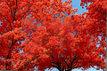 Red Maple Acer rubrum Live Plant - 1 Gallon Pot, ~12 Inch Tall