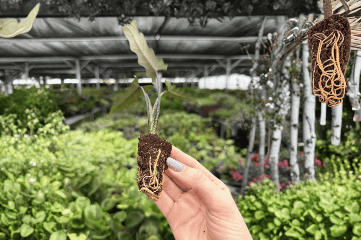Alocasia Lauterbachiana Starter Plants (2) — Plug-Grown | Exact Plants Pictured