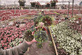 Begonia Lynda Evans - 2 Live Plants, 4-Inch Pot (Unconfirmed Pot / Shipping) - Ornamental Foliage