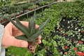 Haworthia Royal Highness Starter Plants (2) – Bare Root, Fully Established Roots
