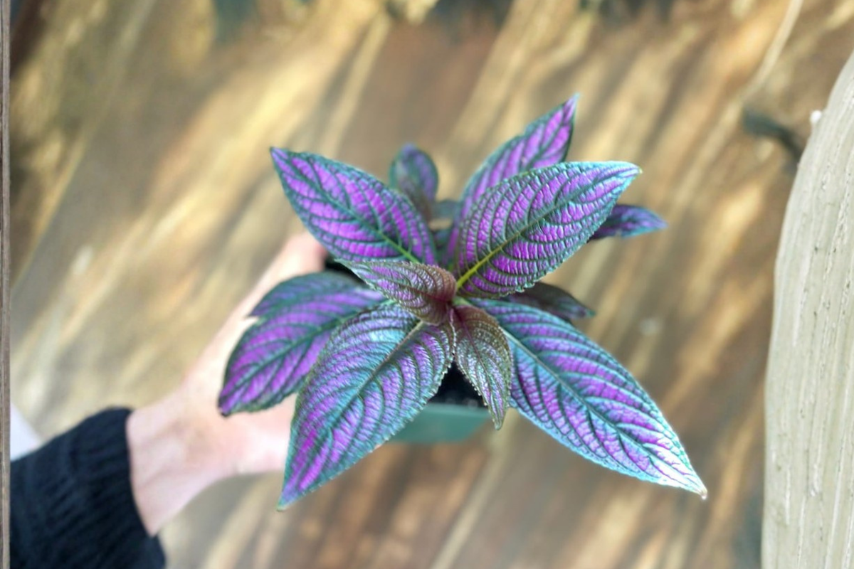 Persian Shield (Strobilanthes dyerianus) Rooted Live Plant in 4.5" Pot