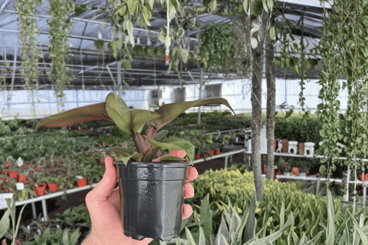 Philodendron Red Heart 2 Live Plants in 4-Inch Pots | Philodendron ‘Red Heart’