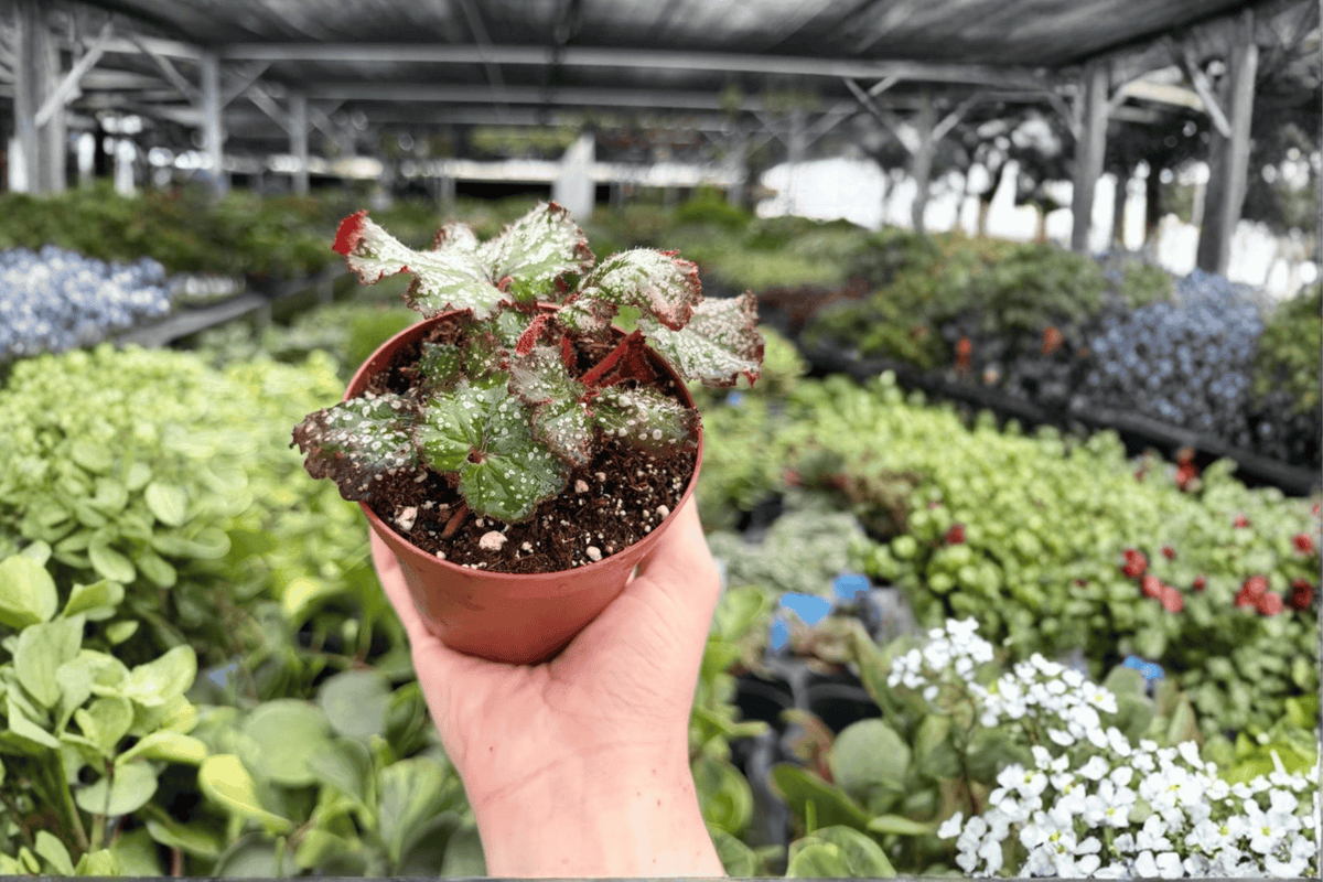 Begonia Harmony’s Cherry Bomb - 2 Exact 4-Inch Pots (Live Plants)