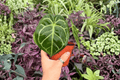 Anthurium MBR × Red Hu - 4-Inch Bare Root Live Plants (2) Exact Plants