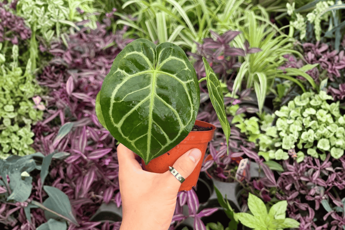 Anthurium MBR × Red Hu - 4-Inch Bare Root Live Plants (2) Exact Plants