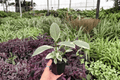 Ficus Tineke 2 Live Plants in 4-Inch Pots | Ficus elastica ‘Tineke’