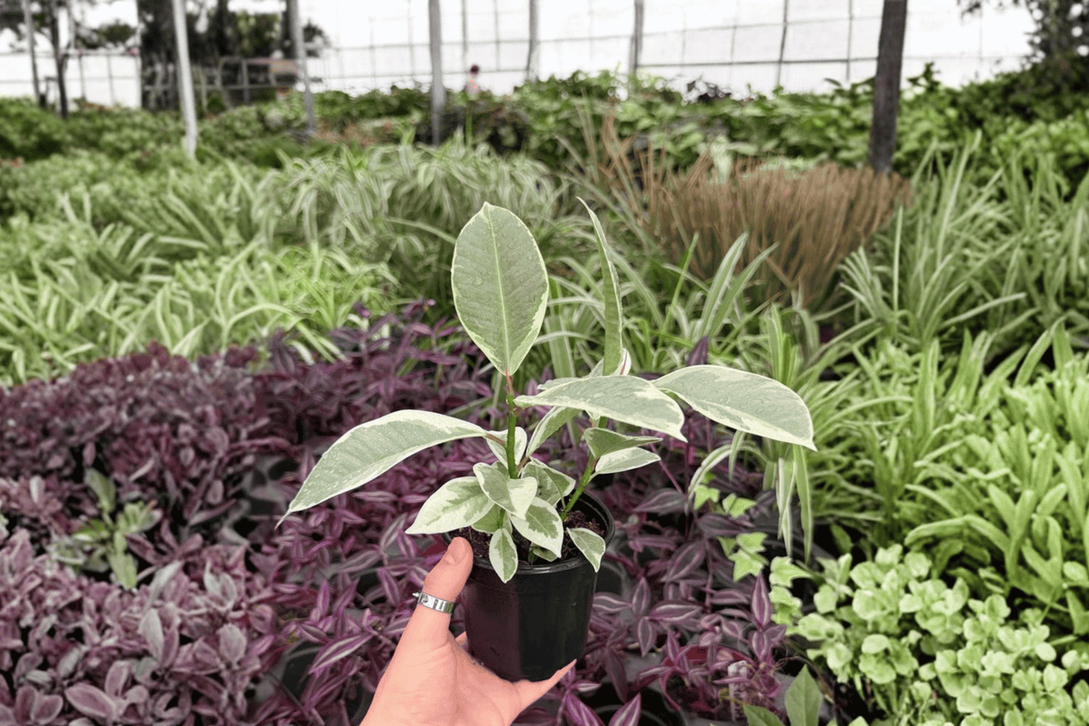 Ficus Tineke 2 Live Plants in 4-Inch Pots | Ficus elastica ‘Tineke’
