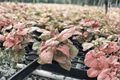 Syngonium Regina Red Starter Plants – 2 Live Starter Plants in 2" Pots