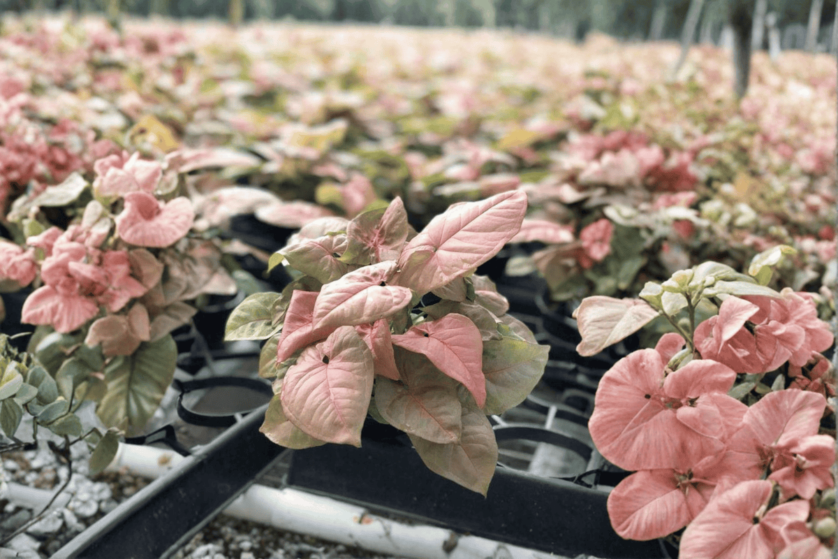 Syngonium Regina Red Starter Plants – 2 Live Starter Plants in 2" Pots