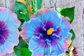 Dark Purple Giant Hibiscus Seeds - 3 Fresh Harvested Seeds for Indoor or Outdoor Growing