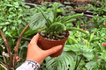 Rhipsalis sulcata - 2 Live Plants in Exact 4” Pot (Exact Plants)