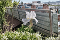 Bearded Iris Avanelle Rhizomes - 3 Pack #1 Grade Yellow Avanelle Iris