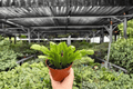 Christmas Cactus Schlumbergera - 2 Bare Root Live Plants, 4-Inch Pot Size