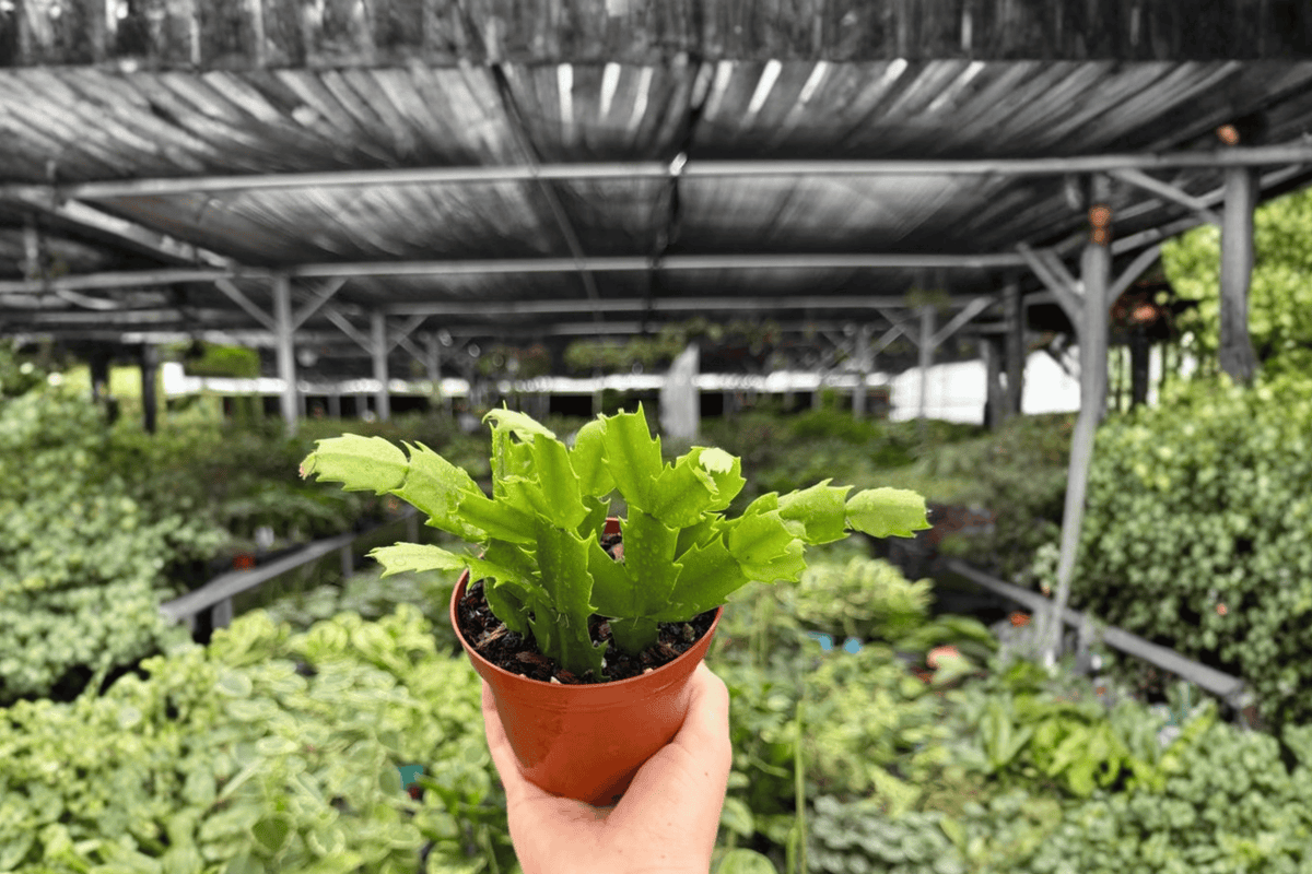 Christmas Cactus Schlumbergera - 2 Bare Root Live Plants, 4-Inch Pot Size
