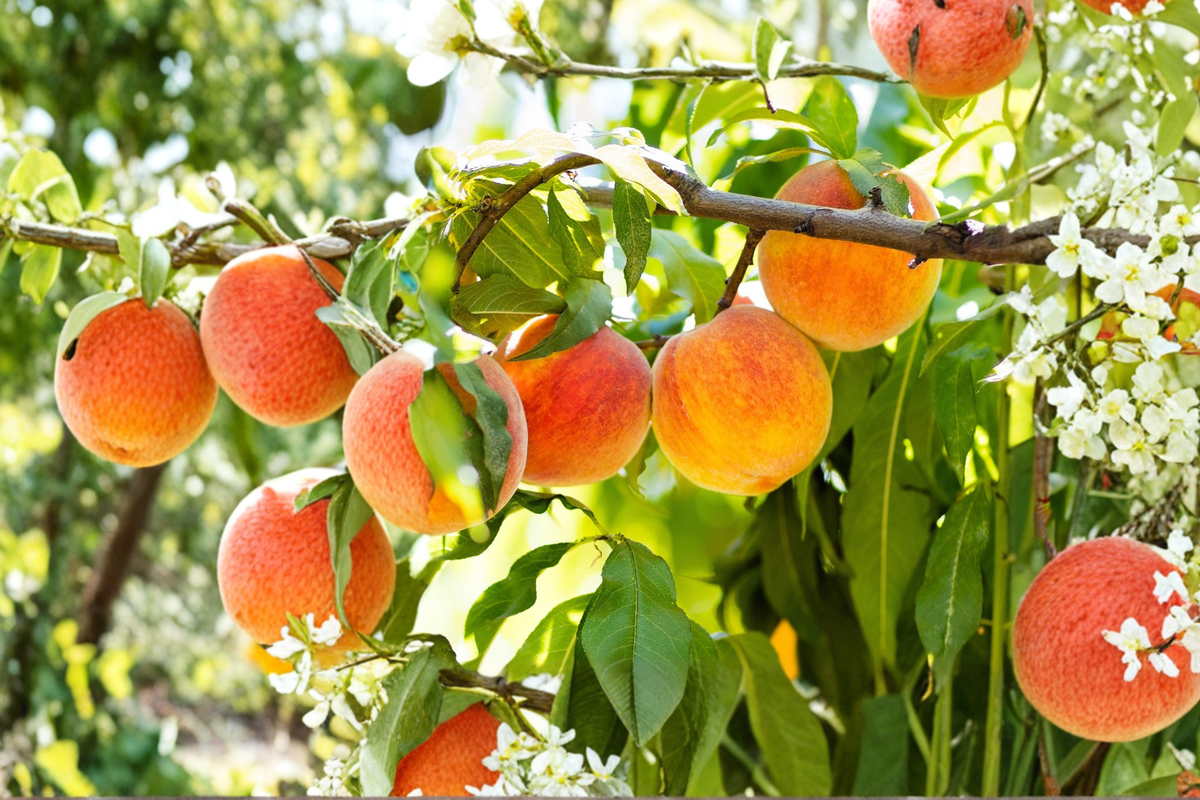 July Prince Peach Tree - 4-6 ft Live Peach Tree