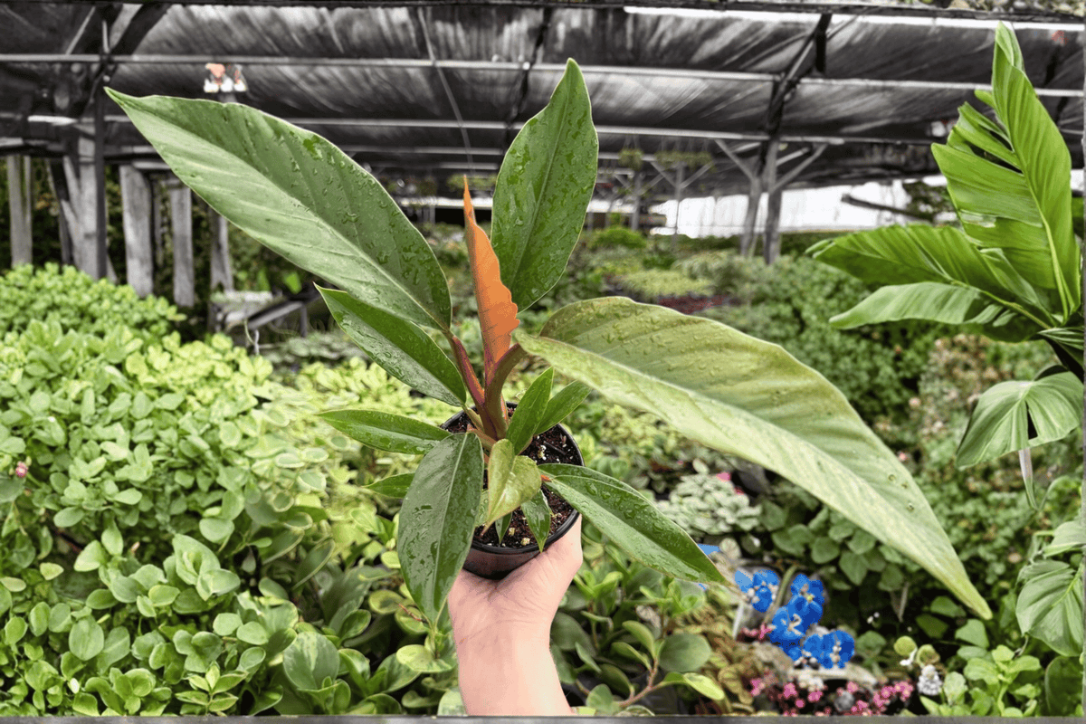 Philodendron Pluto ‘Choco Empress’ (2 Live 4-Inch Pots) Exact Plants