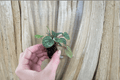 Peperomia Burbella Starter Plants (2) – Live Peperomia Burbella Cuttings