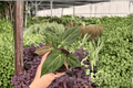 Anthurium Hoffmanii x MBR – 2 Exact Live Plants in 4-Inch Pots