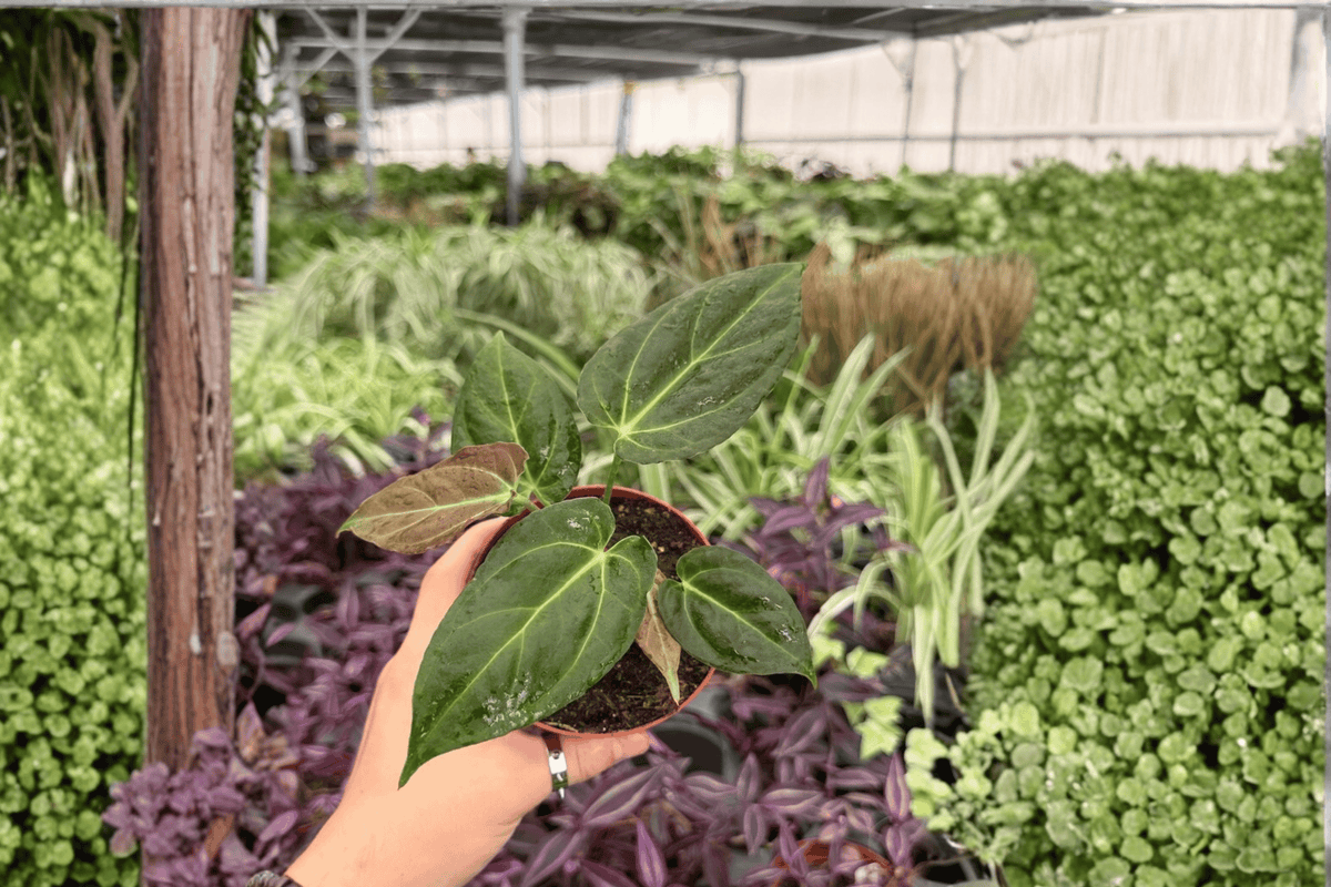 Anthurium Hoffmanii x MBR – 2 Exact Live Plants in 4-Inch Pots