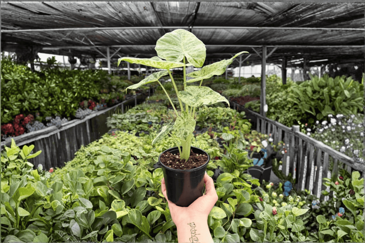 Alocasia odora 'Batik Snow' Variegated Live Plant - 4-Inch Pot (2 Pack)