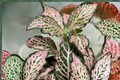 Pink Fittonia Nerve Plant Live Pink-Veined Nerve Plant | Rooted Cuttings