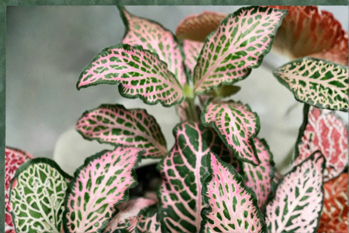 Pink Fittonia Nerve Plant Live Pink-Veined Nerve Plant | Rooted Cuttings