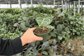 Anthurium Crystal x Golden - 2 Exact Live Plants in 4-Inch Pots