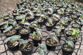 Alocasia Venom Live Plant in 4-Inch Pot | Rare Elephant Ear Tropical Houseplant