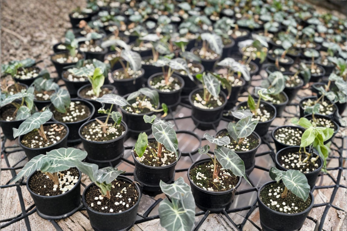Alocasia Venom Live Plant in 4-Inch Pot | Rare Elephant Ear Tropical Houseplant