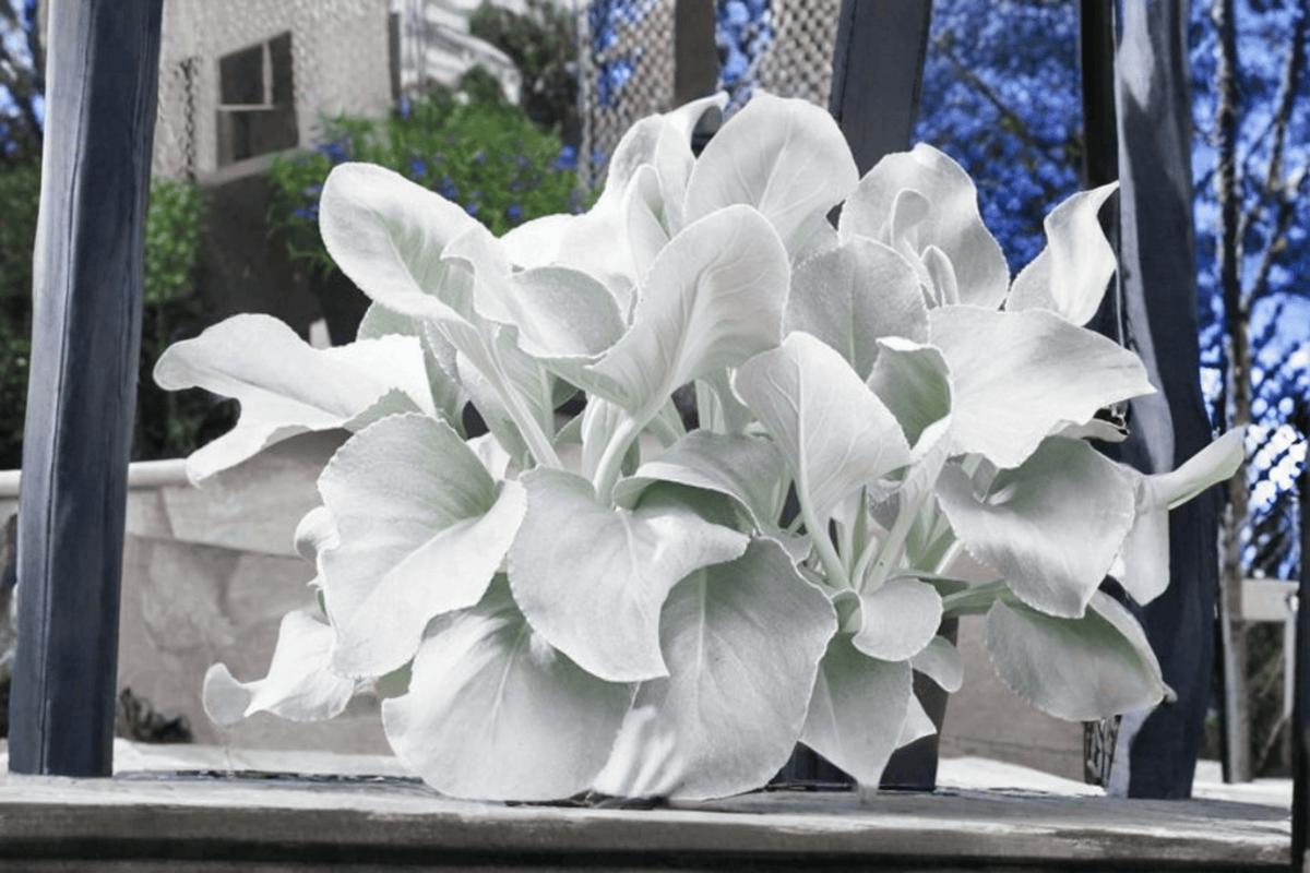 Angel Wings Senecio 1 Live Plant in 4-Inch Pot | Senecio candicans ‘Angel Wings’