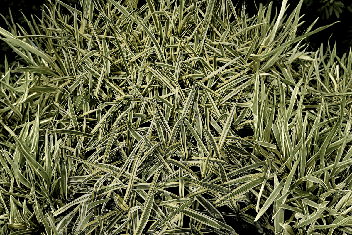 Carex Feather Falls Variegated Japanese Sedge - 1 Gallon Live Plant