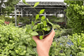 Dischidia Melon Live Plants - 2 Bare-Root 4-Inch Potted Size (Exact Plants)