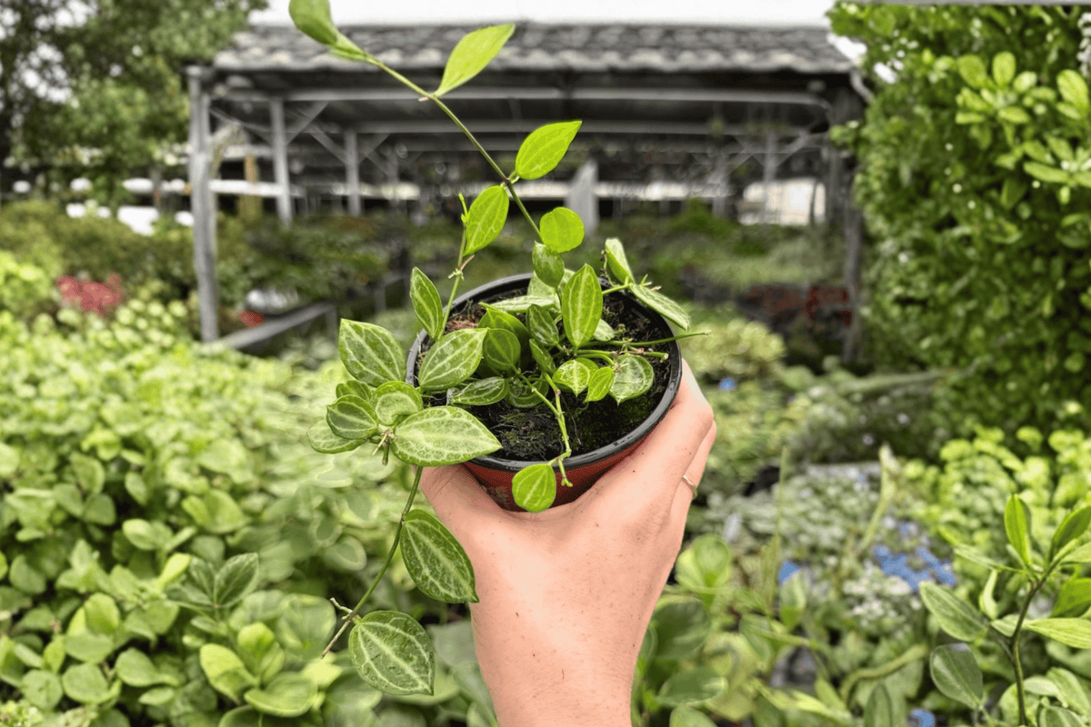 Dischidia Melon Live Plants - 2 Bare-Root 4-Inch Potted Size (Exact Plants)