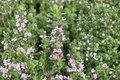 Dot Wells French Culinary Thyme - Thymus vulgaris ‘Dot Wells’ | 4-Inch Live Plant