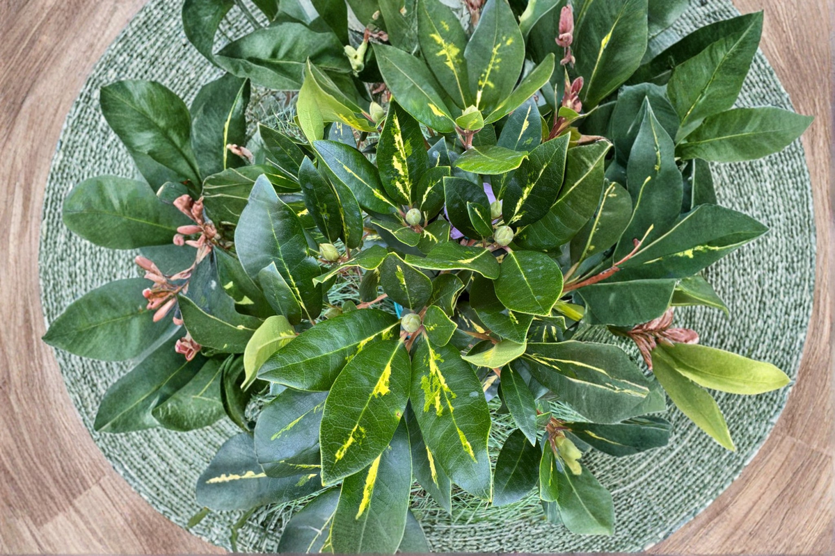 Goldflimmer Variegated Rhododendron Live Plant - 2 Gallon Pot, Pink Blooms, Green/Yellow Foliage