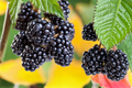 Apache Thornless Blackberry Plant – Rubus fruticosus ‘Apache’ 3–6 ft Live Plant