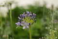 Peter Pan Lily-of-the-Nile Agapanthus (Agapanthus ‘Peter Pan’) – 4-Inch Live Plant
