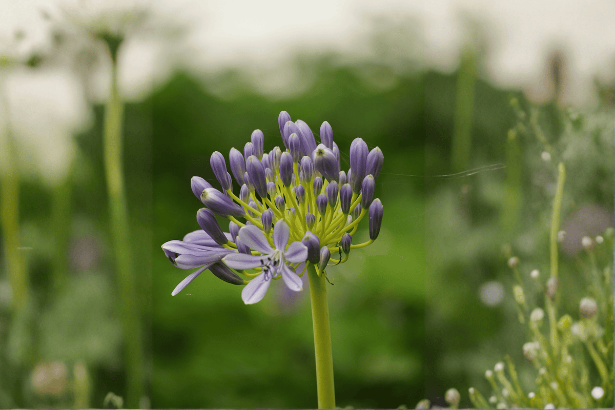 Peter Pan Lily-of-the-Nile Agapanthus (Agapanthus ‘Peter Pan’) – 4-Inch Live Plant
