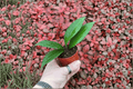 Hoya Pottsii Starter Plants - 2-Pack in 2-Inch Pot Format (Live)