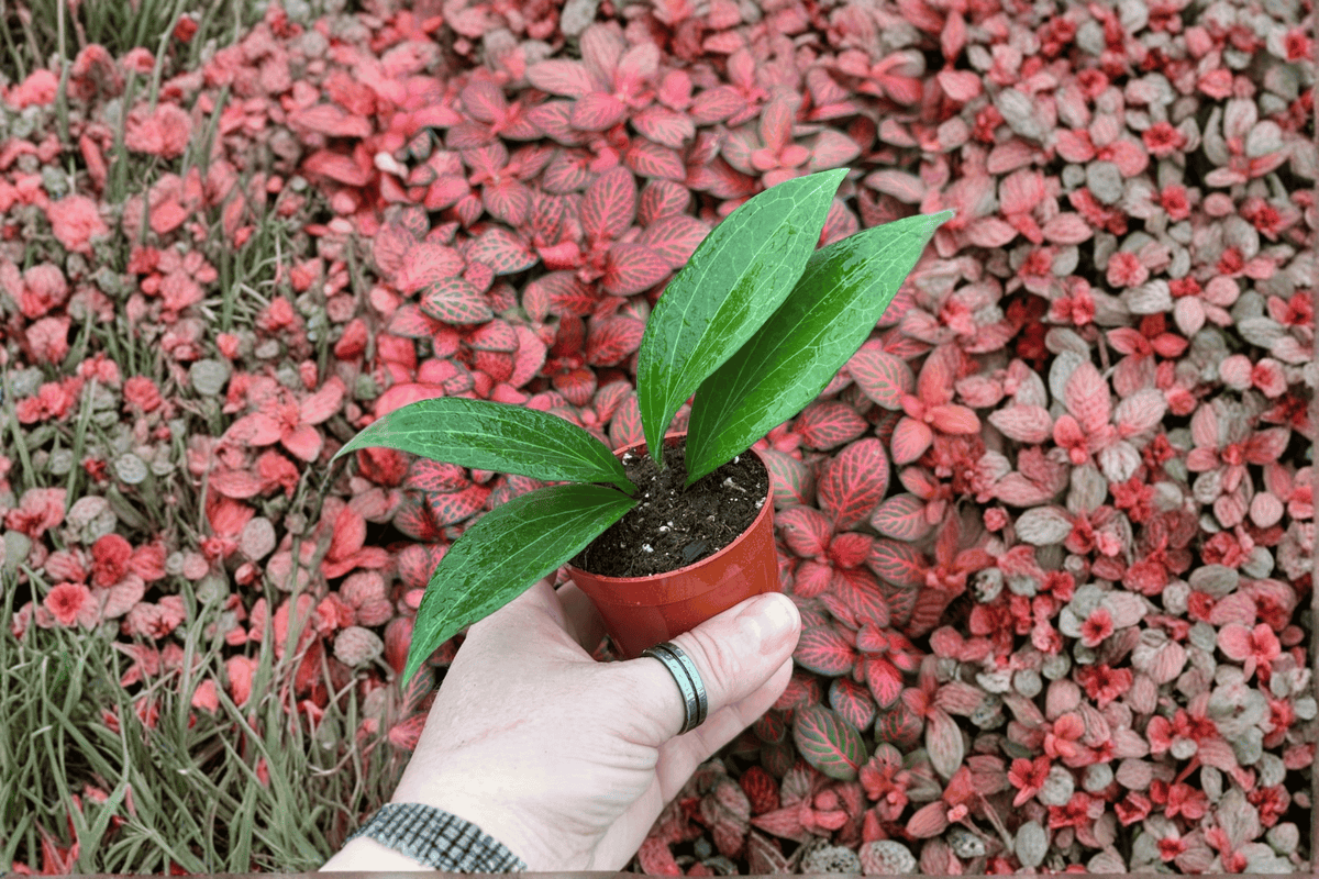 Hoya Pottsii Starter Plants - 2-Pack in 2-Inch Pot Format (Live)