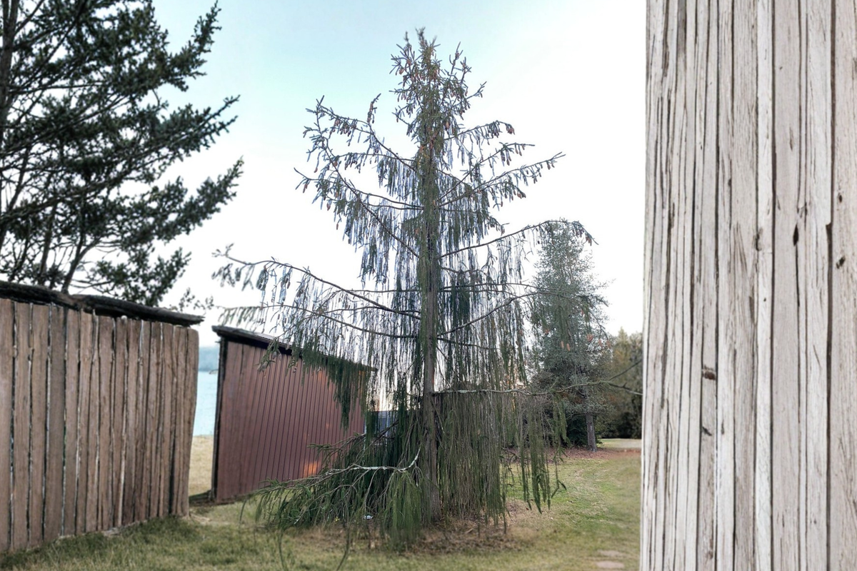 Norway Spruce ‘Virgata’ Live Plant – 18" Picea abies, 1 Gallon Pot
