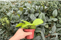 Hoya fungii - 2 Exact Live Plants, 4-Inch Bare Root (No Pot)