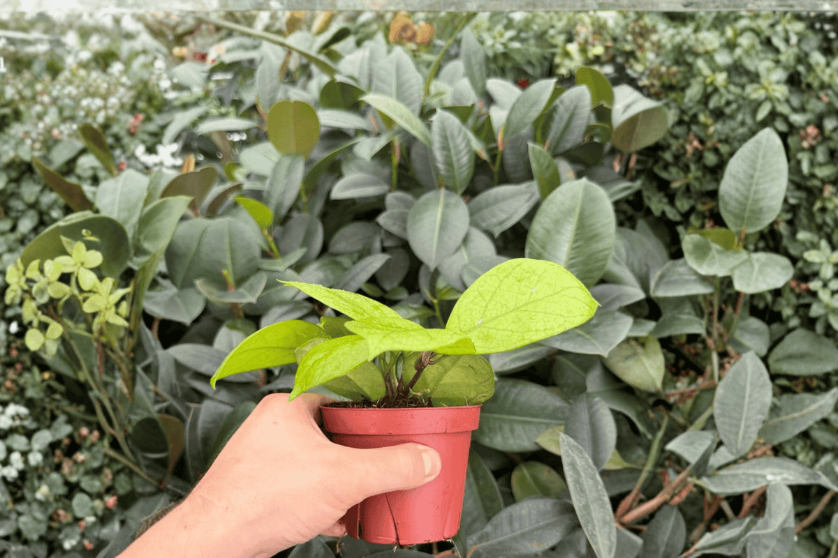 Hoya fungii - 2 Exact Live Plants, 4-Inch Bare Root (No Pot)