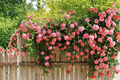 Dark Pink Climbing Rose Seeds – 20 Seeds for Trellis & Fence