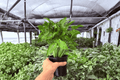 Syngonium Red Yami - 2 Live Plants in 4-inch Pots (Exact Plants)