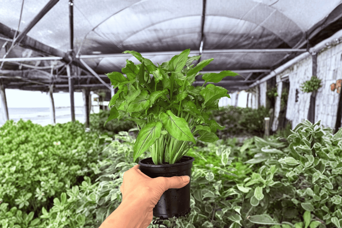 Syngonium Red Yami - 2 Live Plants in 4-inch Pots (Exact Plants)