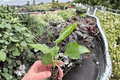 Pink Chiffon Hibiscus Starter Plants (2) | Hibiscus rosa-sinensis